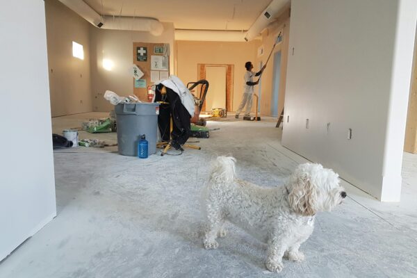 Interior renovation scene with a painter working and a dog in the foreground.